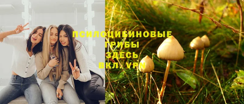 Псилоцибиновые грибы MAGIC MUSHROOMS  Кяхта 